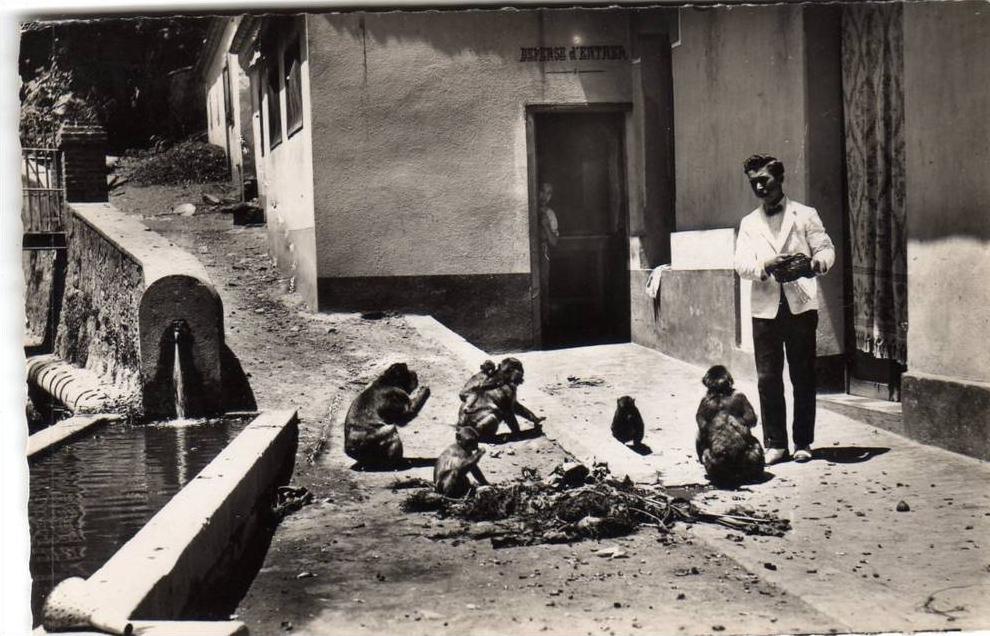ALGERIE BLIDA - Gorges de la Chiffa Hôtel du Ruisseau des Singes Fontaine eau coule dans bassin