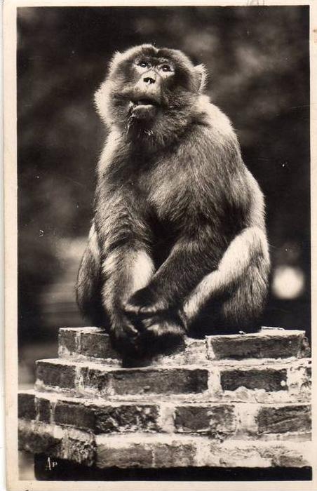 ALGERIE BLIDA - Le singe TAGO certainement au Zoo