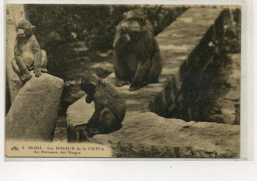 AFRIQUE               ALGERIE       BLIDA     LES SINGES
