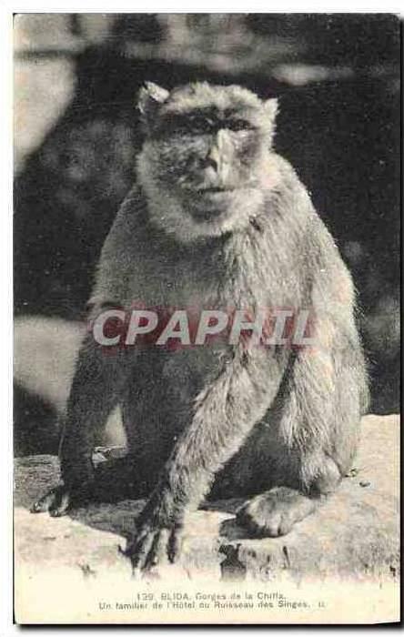 CPA Blida Gorges de la Chille Un familier de l'Hotel du Ruisseau des Singes