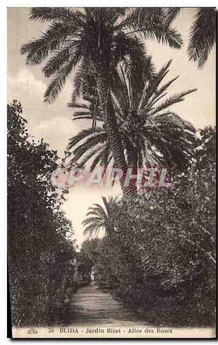 CPA Blida Jardin Bizol Allee des Roses