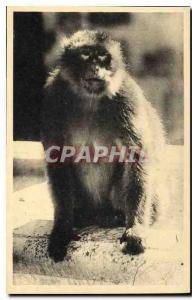 CPA Blida Gorges de la Chiffa Ruisseau des Singes Zigomar