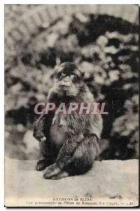 CPA Environs de Blida Une pensionnaire de l'Hotel du Russeau des Singes