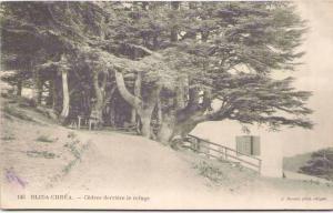 BLIDA-CHRÉA - Cèdres derrière le Refuge