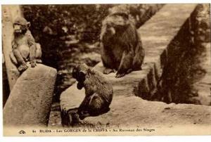 ALGERIE  BLIDA  LES GORGES DE LA CHIFFA  AU RUISSEAU DES SINGES