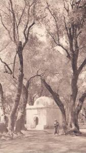 CPA  AFRIQUE. ALGERIE. BLIDAH. LE BOIS SACRE