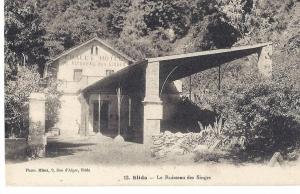 cp Afrique Algérie BLIDA chalet hotel du ruiseau des singes ( montagne )