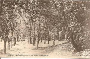 BLIDA - LES GLACIERES. FORET DES CEDRES ET CHATAIGNIERS
