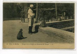 AFRIQUE    ALGERIE   BLIDA    LES SINGES