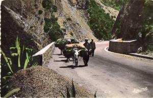 CPSM   BLIDA, gorges de la chiffa, route taillée dans le roc  (16.9)