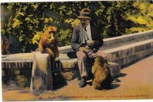 Algerie, Singes, monkeys, A l´hotel du ruisseau des singes, Blida, les gorges de la Chiffa.