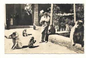 cp, Algérie, Blida, Gorges de la Chiffa au Ruisseau des Singes