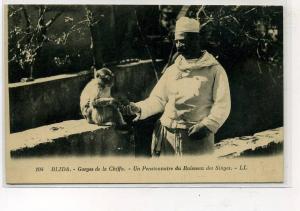 ALGERIE                BLIDA            GORGES DE LA CHIFFA     SINGE