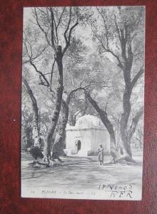 Blida Blidah Les bois Sacre Algerien CPA AK