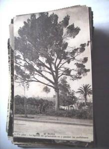 Afrika Africa Algerije Algérie Blida avec Arbre