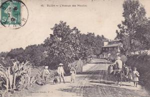 CPA - ALGERIE - BLIDA - l´avenue des moulins - 48