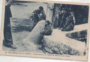 62  BLIDA  LES GORGES DE CHIFFA PENSIONNAIRES DE L'HOTEL