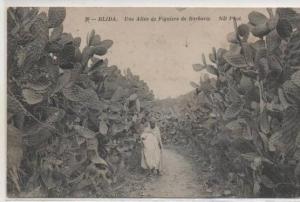 39  BLIDA  UNE AVENUE DES MOULINS