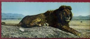 CPSM Panoramique ALGERIE - Le LION de l´ATLAS - Voir VERSO - Carte Card WWF ALGERIA - AFRICA - AFRIQUE