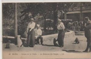 60  BLIDA   GORGES DE LA CHIFFA