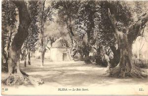 Blida . Le Bois Sacré