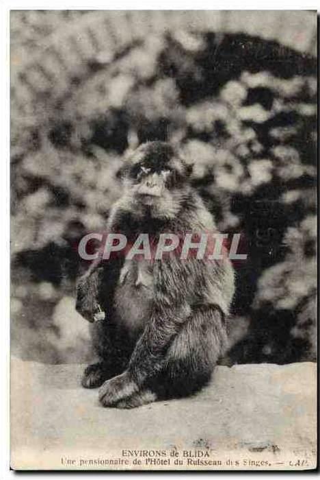CPA Environs de Blida Une pensionnaire de l'Hotel du Russeau des Singes