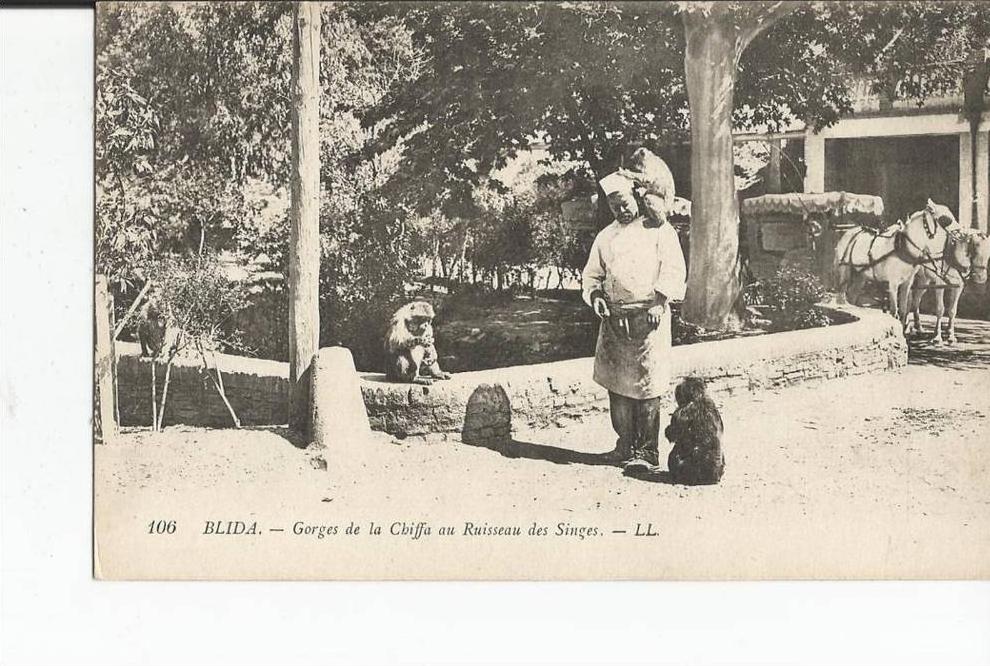 106  -   BLIDA  -  Gorges de la Chiffa au  ruisseau des singes