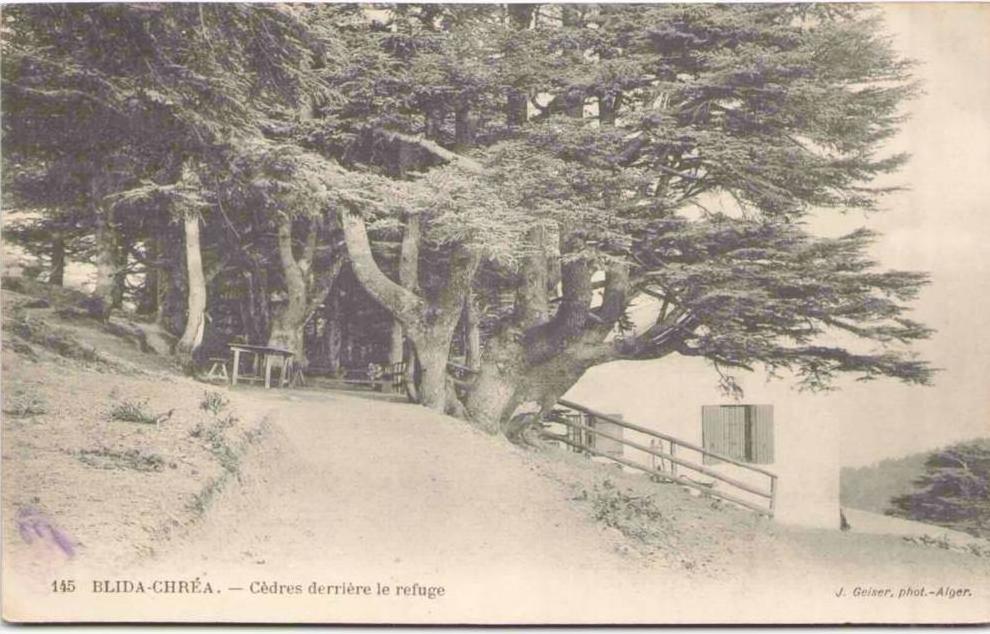 BLIDA-CHRÉA - Cèdres derrière le Refuge