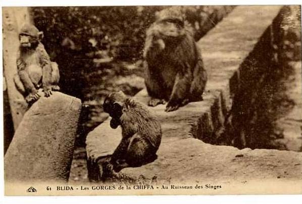 ALGERIE  BLIDA  LES GORGES DE LA CHIFFA  AU RUISSEAU DES SINGES