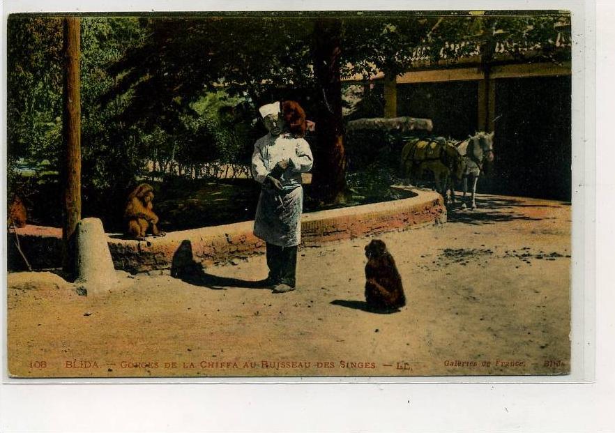 AFRIQUE                 ALGERIE         BLIDA