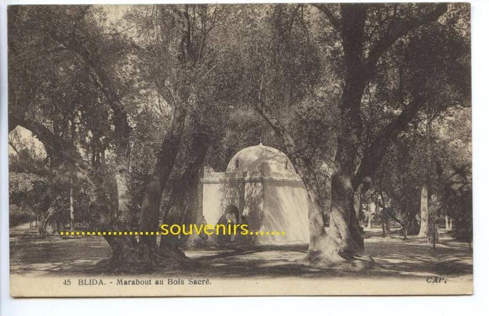 CPA   ALGERIE   BLIDA  Marabout au bois sacré - ** prix nets **