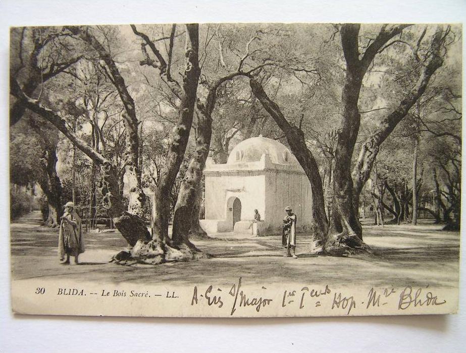 cpa, très belle vue animée, Blida, les bois sacrés