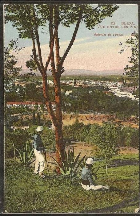 - CPA ALGERIE - Blida, vue entre les pins