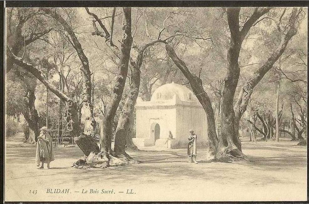 - CPA ALGERIE - Blida, le Bois Sacré