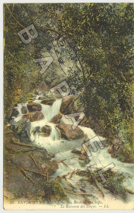 Blida (Algérie) - Aux environs ... Les Bords de la Chiffa - Le Ruisseau des Singes