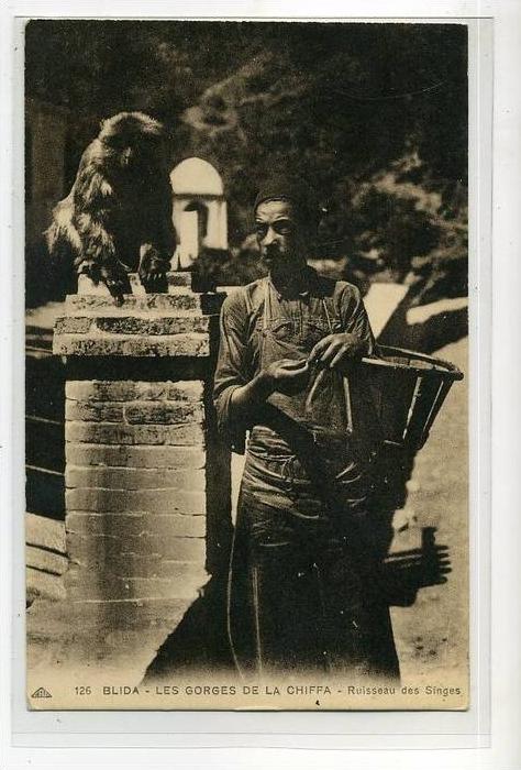 AFRIQUE    ALGERIE   BLIDA    LES SINGES