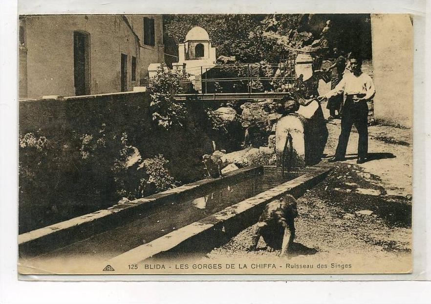 AFRIQUE    ALGERIE   BLIDA    LES SINGES