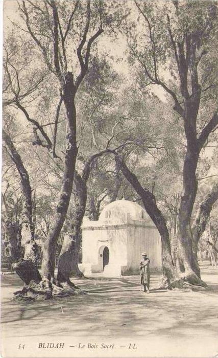 ALGÉRIE - BLIDAH - Le Bois Sacré
