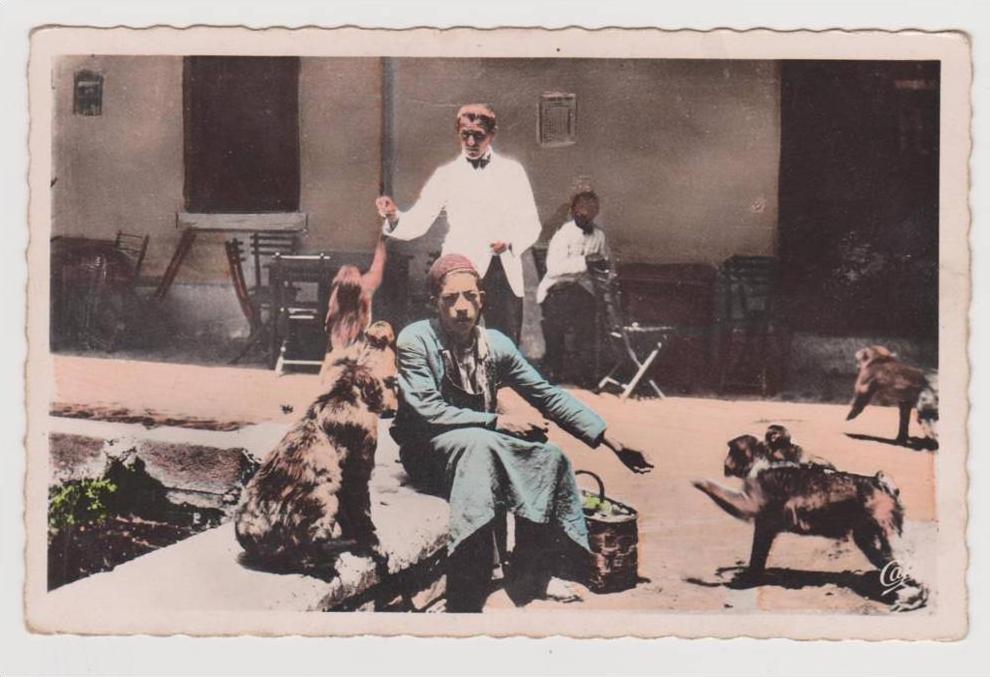 CPSM photo - Algérie - BLIDA - Les Gorges de la Chiffa à l'Hôtel du Ruisseau des Singes