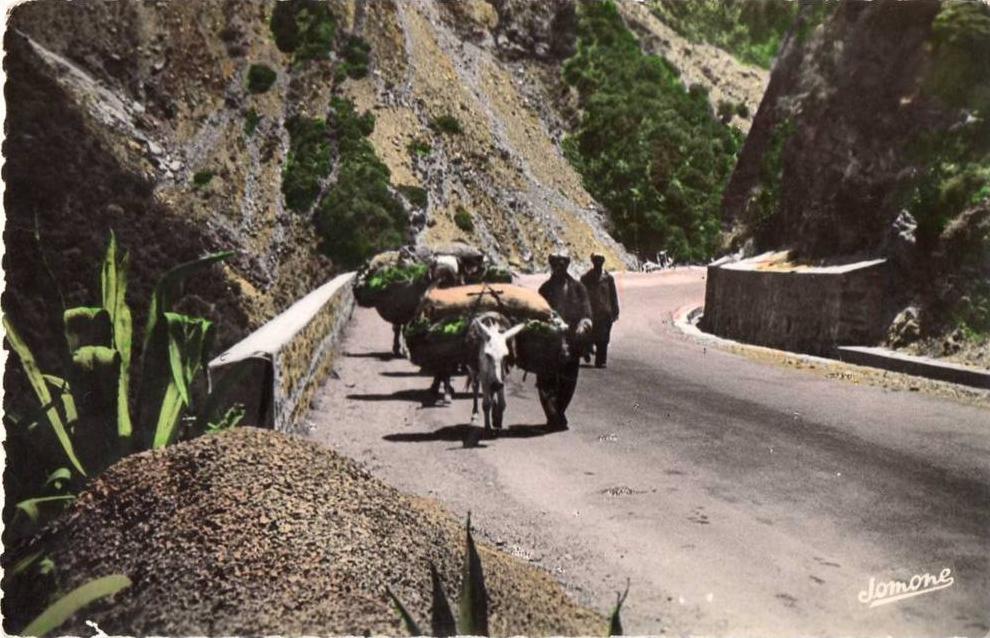 CPSM   BLIDA, gorges de la chiffa, route taillée dans le roc  (16.9)