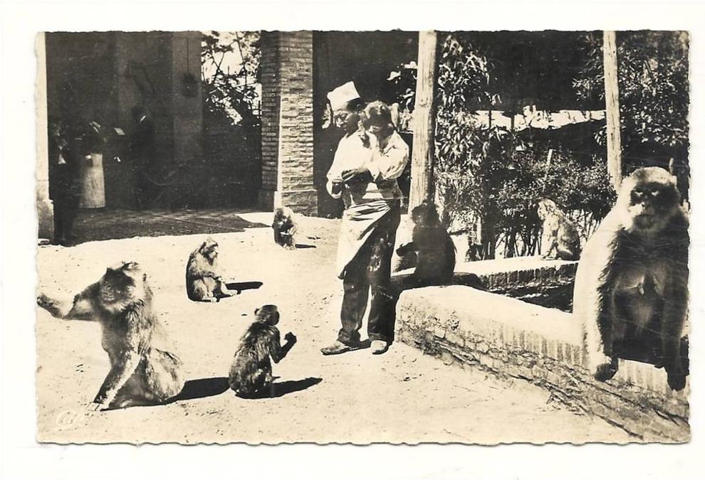 cp, Algérie, Blida, Gorges de la Chiffa au Ruisseau des Singes