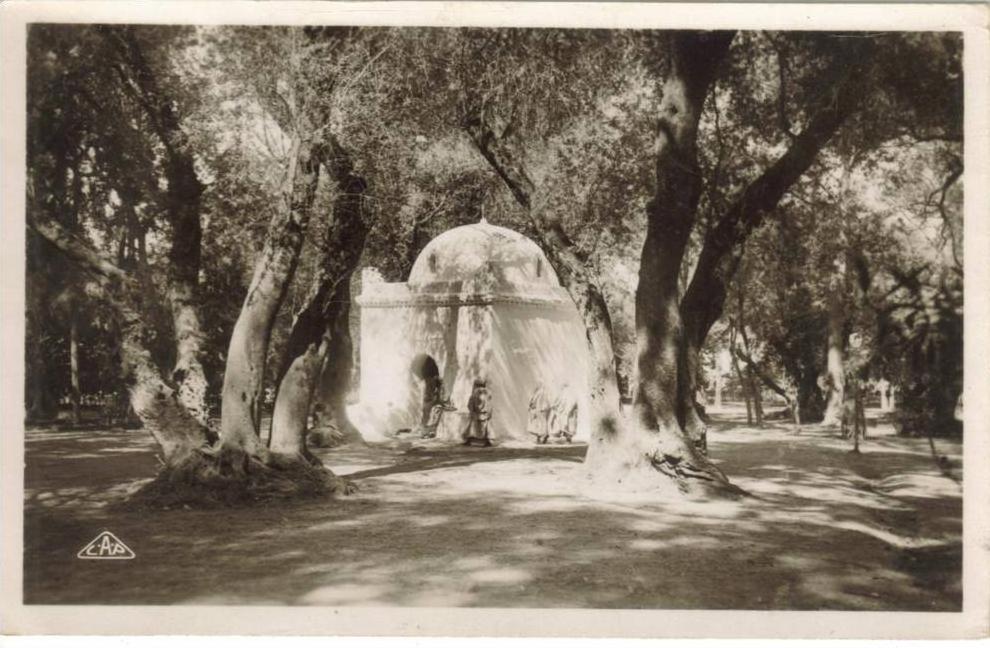 CPSM BLIDA (Algérie) - Marabout au Bois Sacré