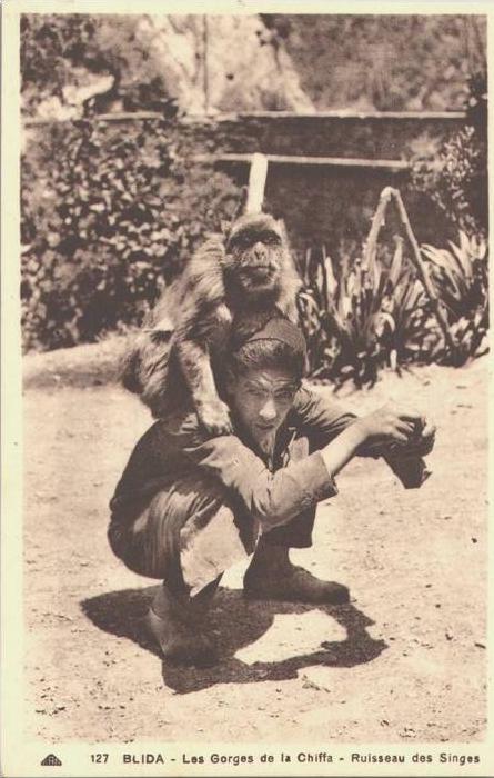 RUISSEAU DES SINGES  / LOT 569