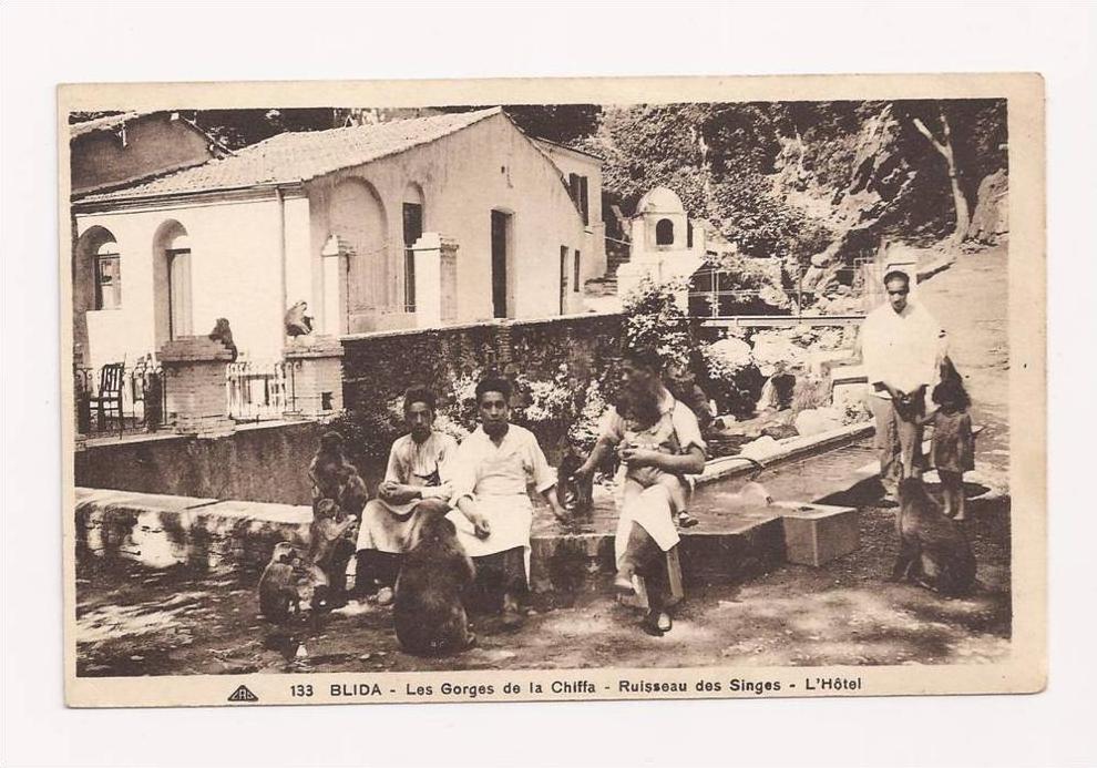 Blida Algérie - Les Gorges de la Chiffa - Ruisseau des Singes - l'Hôtel -  2 scans -