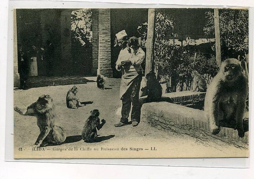 ALGERIE                BLIDA            GORGES DE LA CHIFFA    RUISSEAU DES  SINGES