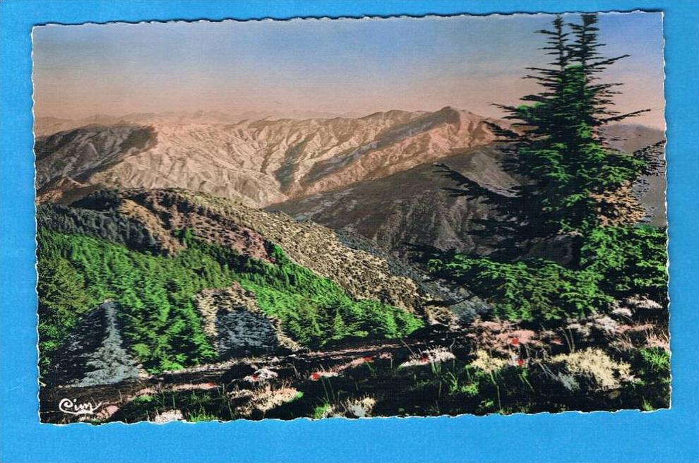 CPSM- Chréa- station estivale- vision sur l´Atlas Blidéen -Algérie