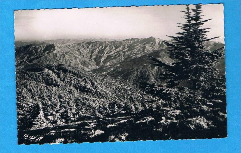 CPSM- Chréa- station estivale- vision sur l'Atlas Blidéen -Algérie