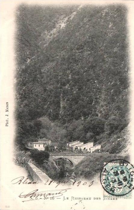 ALGERIE LE RUISSEAU DES SINGES CARTE PRECURSEUR CIRCULEE 1903