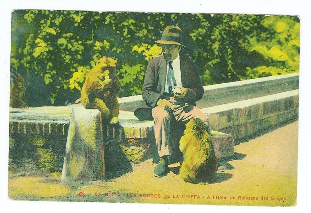 blida-2 singes-gorges de la Chiffa - TBE