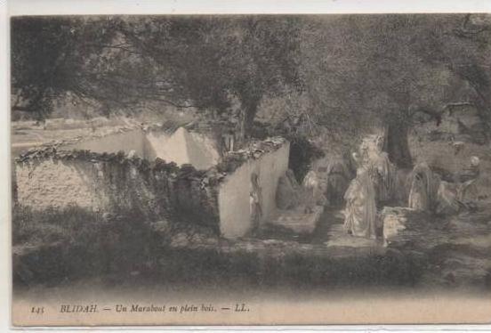 145  BLIDAH  MARABOUT EN PLEIN BOIS